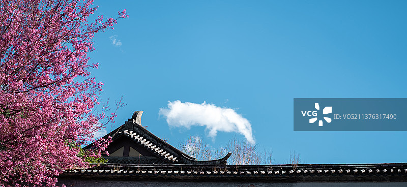 大理樱花图片素材