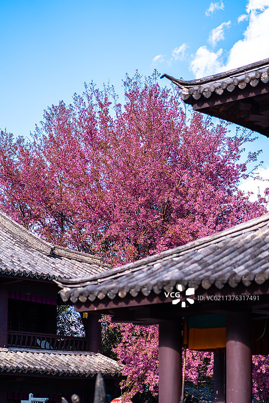 大理樱花图片素材