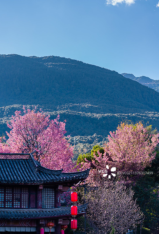 大理樱花图片素材