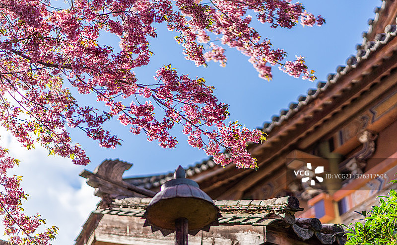 大理樱花图片素材