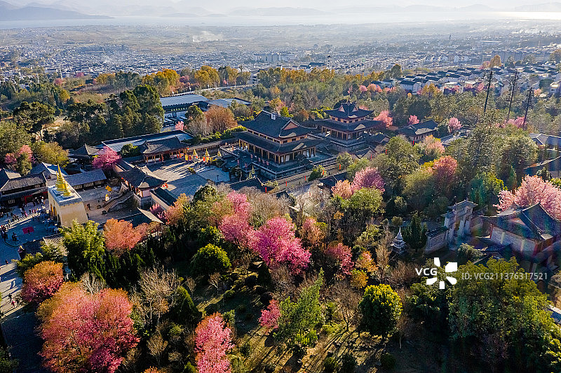 大理樱花图片素材