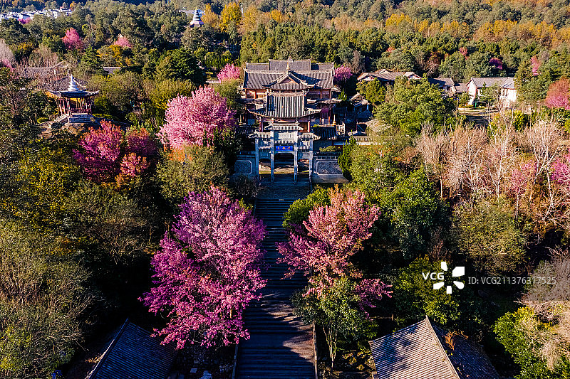 大理樱花图片素材