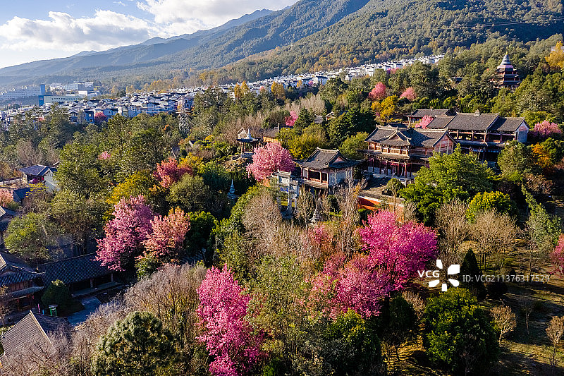 大理樱花图片素材