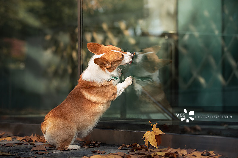 站在玻璃前的柯基犬图片素材