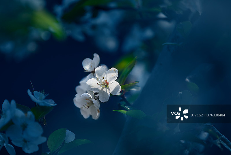 春天私语图片素材