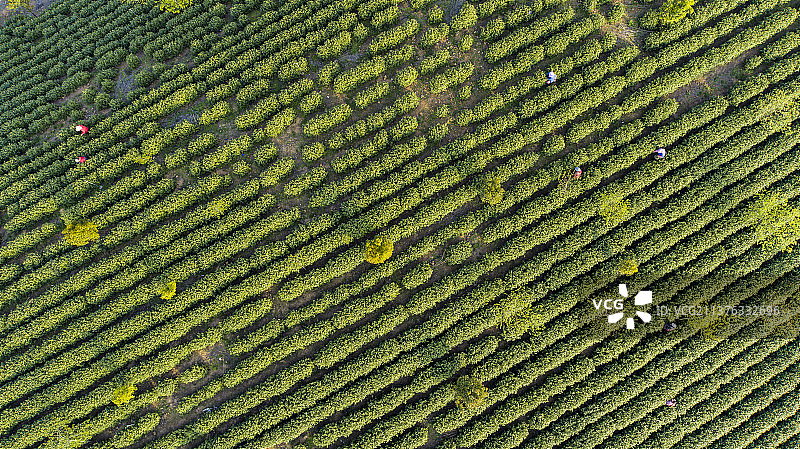 航拍中国安徽省宣城市郎溪县凌笪镇生态茶园图片素材