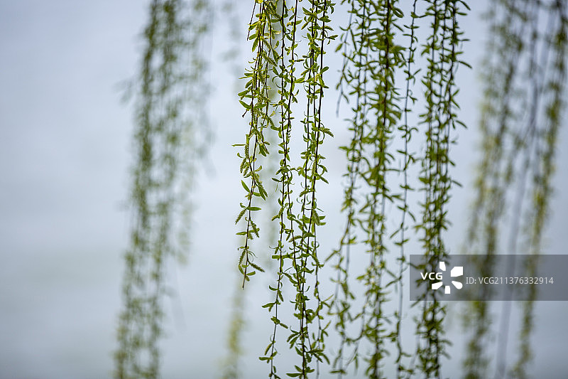 春天，柳枝特写图片素材