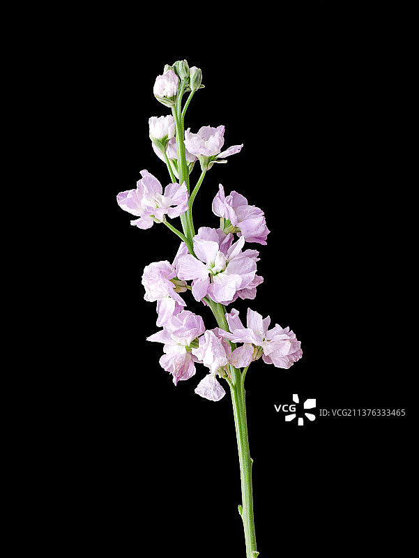 春天鲜花紫罗兰图片素材