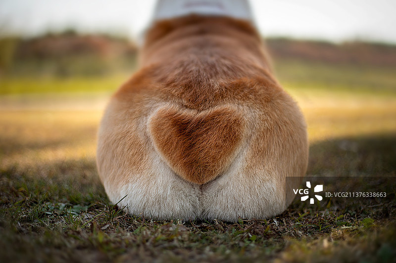 柯基犬坐姿爱心屁股图片素材