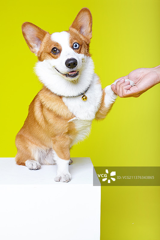 宠物摄影柯基图片素材