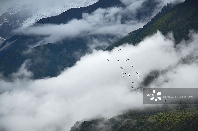 云雾中的鸟群图片素材