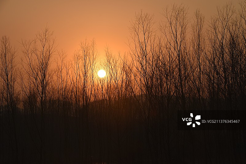 夕阳下田野上植物的剪影图片素材