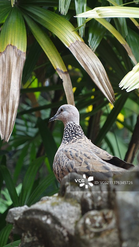 巴厘岛皇宫外的斑鸠图片素材
