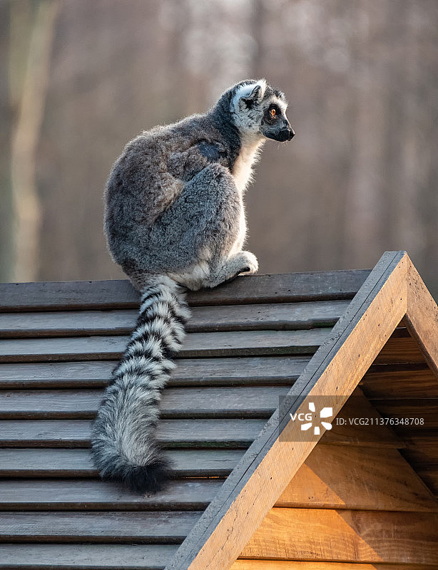 上海野生动物园里，一只可爱的环尾狐猴坐在木屋屋顶上，黑白相间的尾巴耷拉在屋顶上图片素材