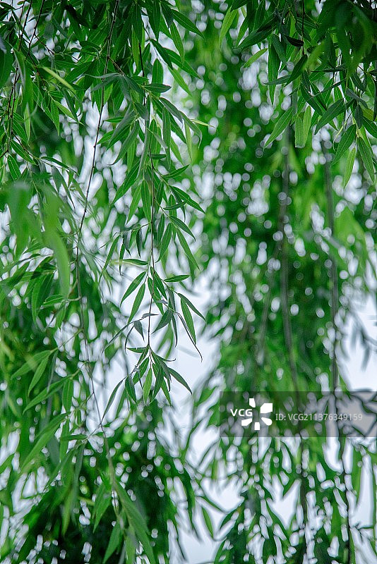 柳树柳叶的低角度视图图片素材