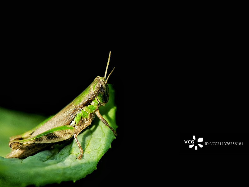 黑色背景下植物上昆虫的特写镜头图片素材