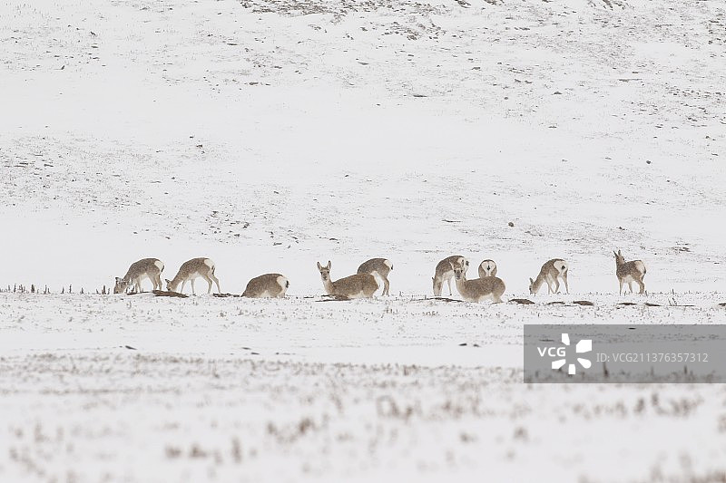 三江源国家公园黄河源园区雪地里的藏原羚群图片素材
