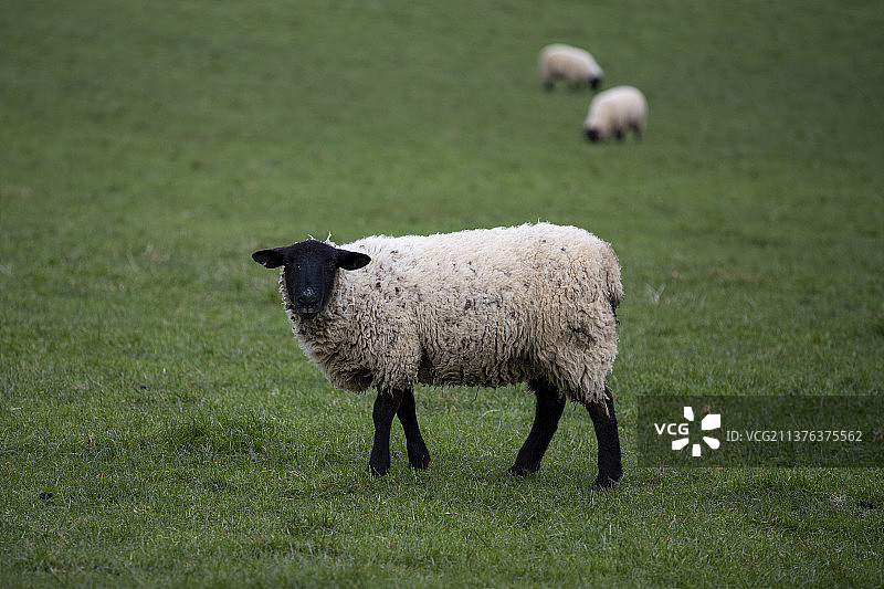 英国“黑脸”羊-萨福克羊图片素材