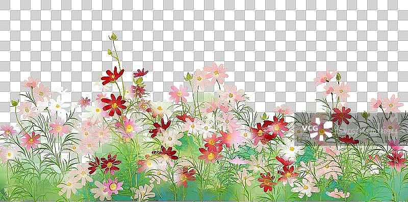 植物素材格桑花图片素材