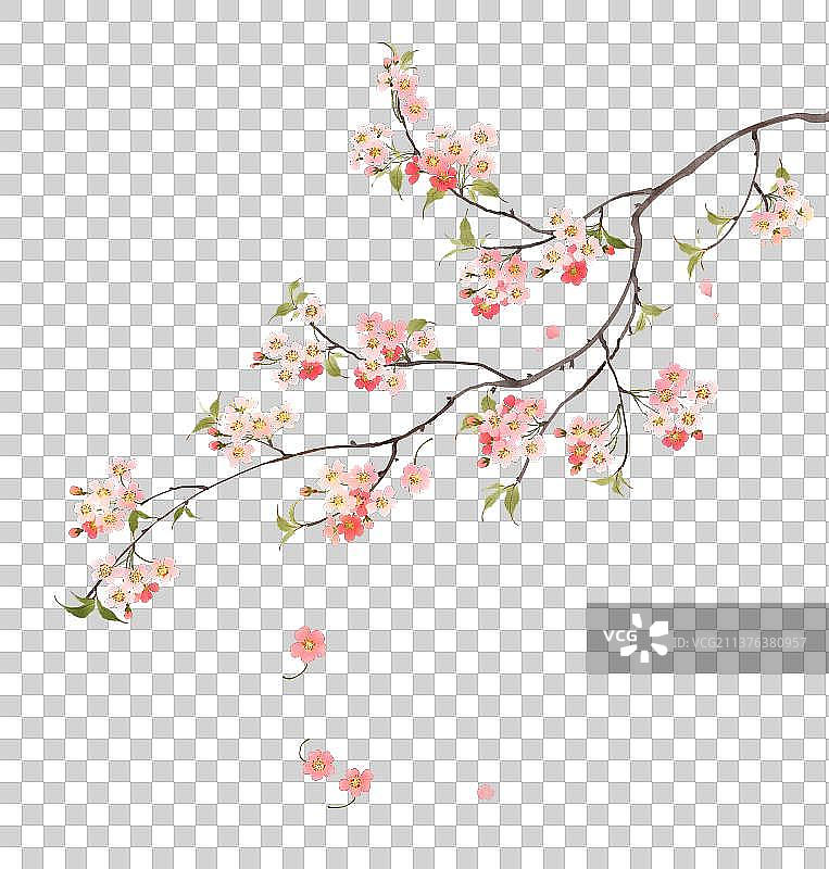 植物素材海棠花图片素材