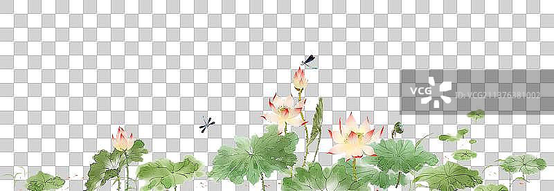 植物素材荷花图片素材