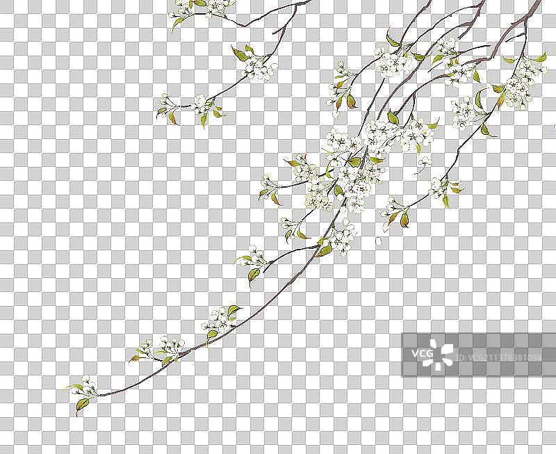 植物素材梨花图片素材