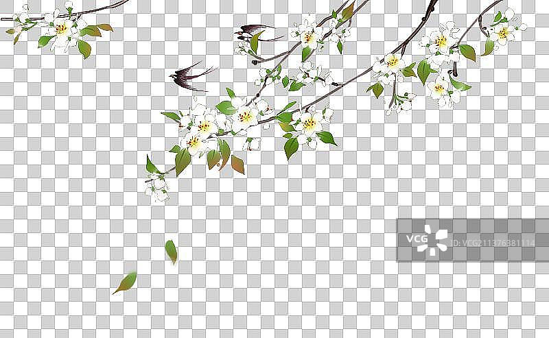 植物素材梨花图片素材