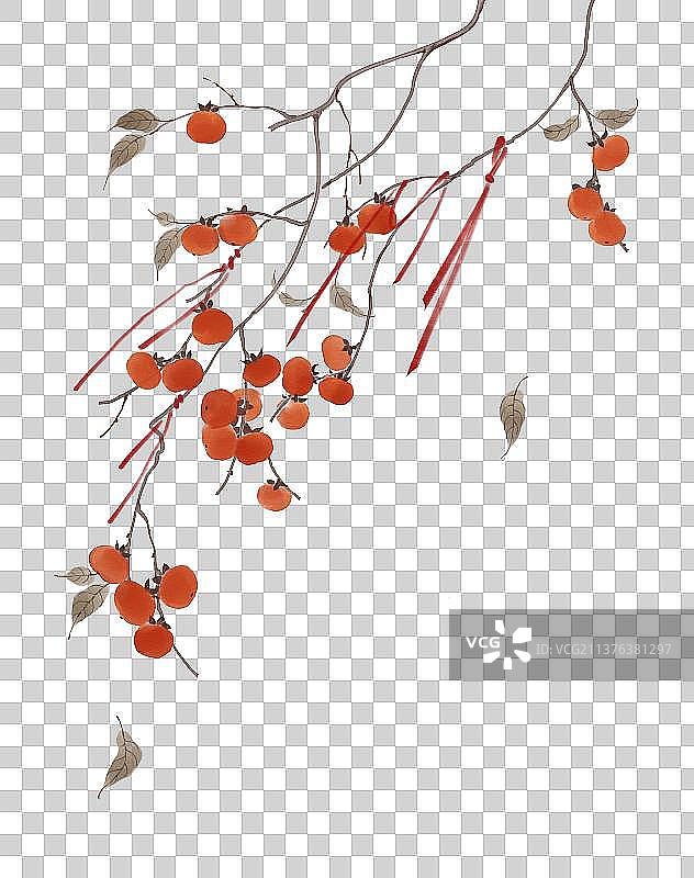 植物素材柿子图片素材