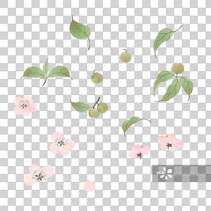 植物素材杏花图片素材