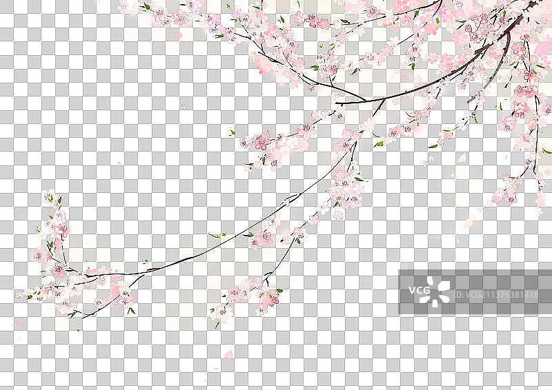 植物素材杏花图片素材