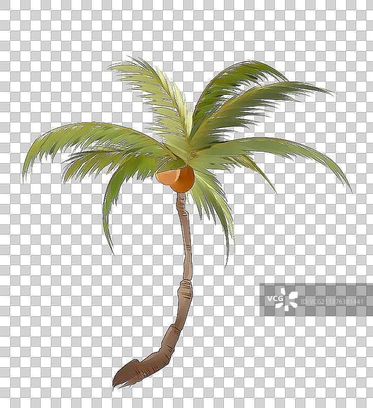 植物素材椰子树图片素材