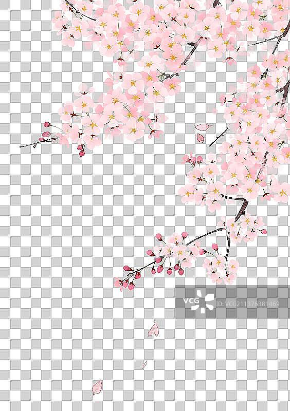 植物素材樱花图片素材