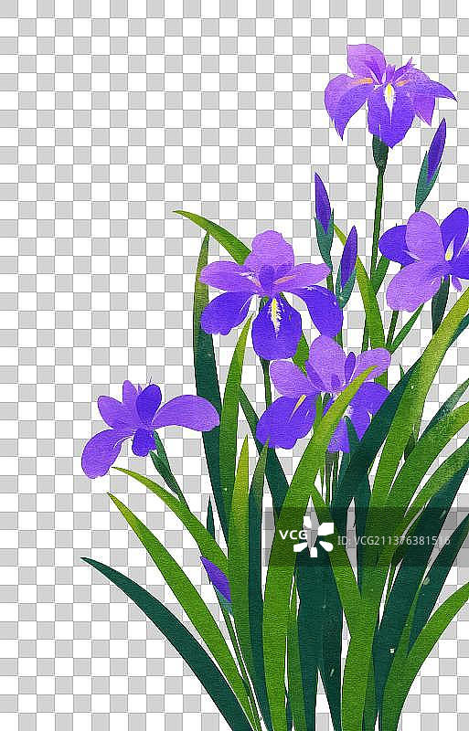 植物素材鸢尾花图片素材