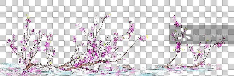 植物素材紫荆花图片素材