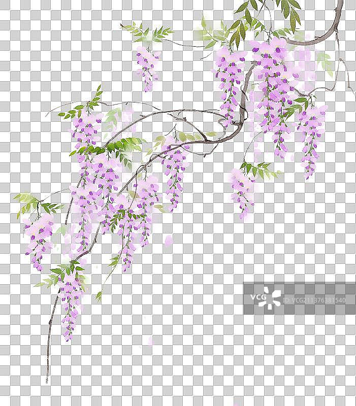 植物素材紫藤花图片素材