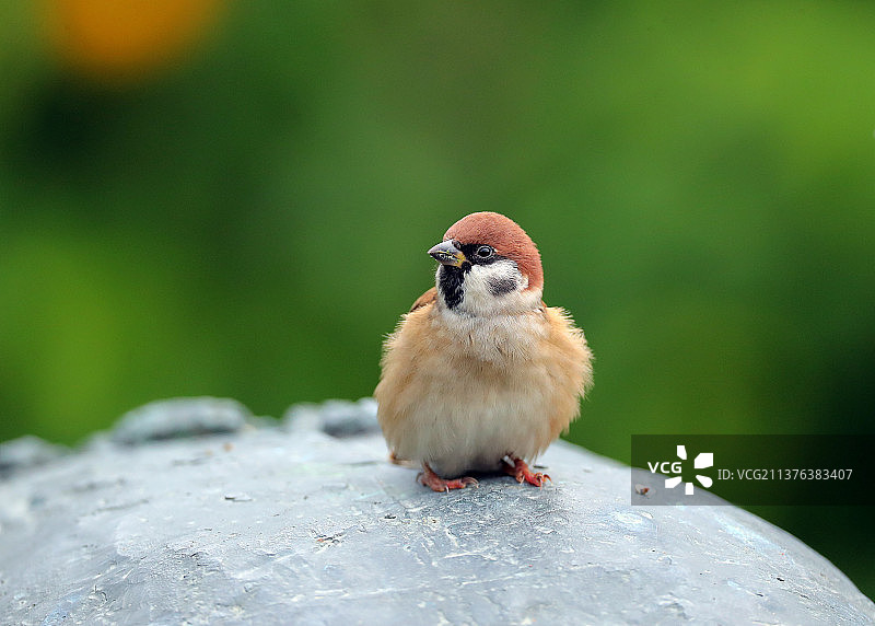 小麻雀图片素材