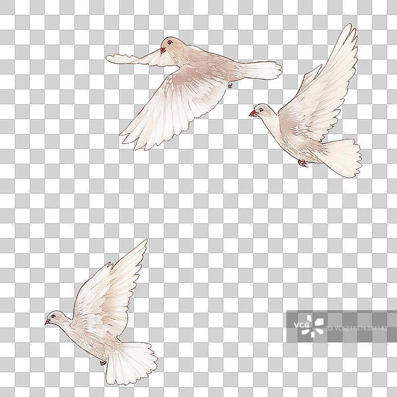 动物素材鸽子图片素材
