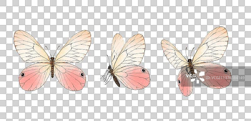 动物素材蝴蝶图片素材