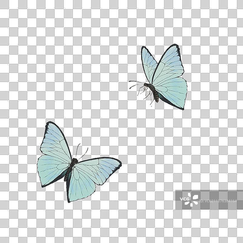 动物素材蝴蝶图片素材