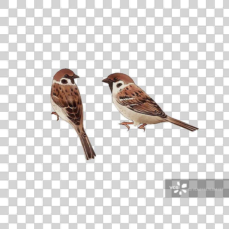 动物素材麻雀图片素材