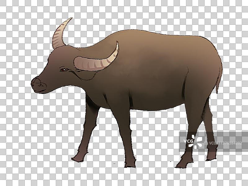 动物素材牛图片素材