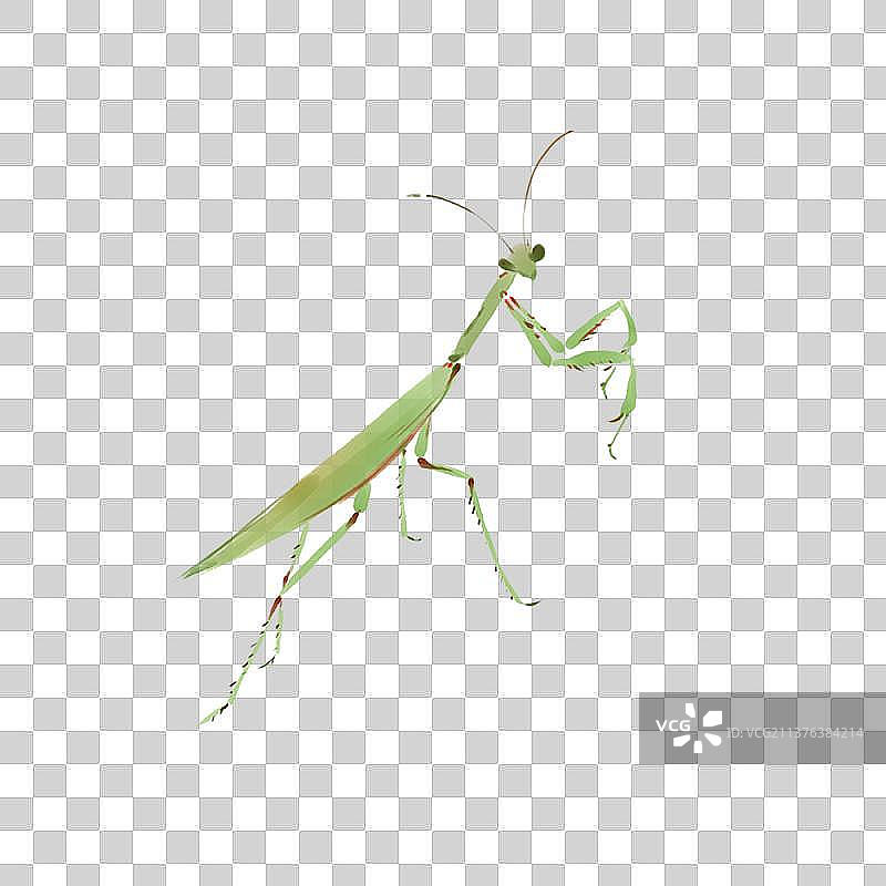 动物素材螳螂图片素材