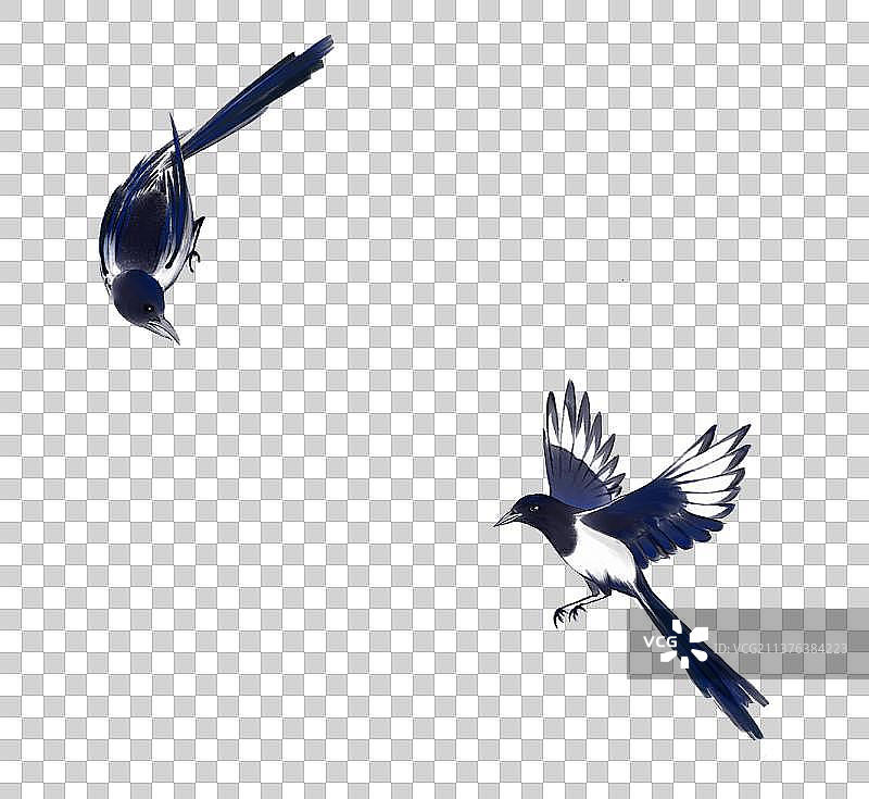 动物素材喜鹊图片素材