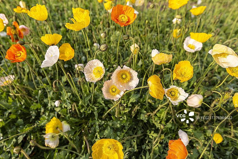 北京丰台紫谷伊甸园：虞美人（这里号称梦幻花海，郁金香、冰岛虞美人，竞相开放，漫山遍野，一片春意盎然）图片素材