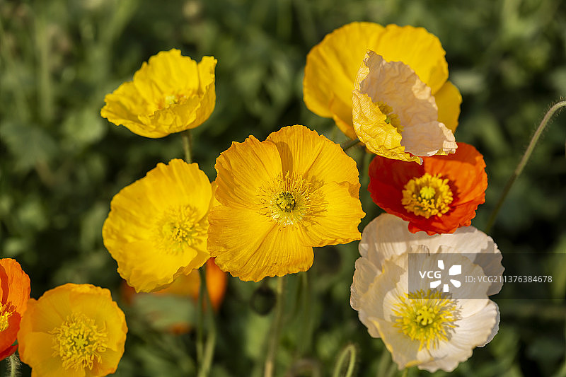 北京丰台紫谷伊甸园：虞美人（这里号称梦幻花海，郁金香、冰岛虞美人，竞相开放，漫山遍野，一片春意盎然）图片素材