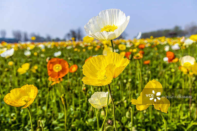 北京丰台紫谷伊甸园：虞美人（这里号称梦幻花海，郁金香、冰岛虞美人，竞相开放，漫山遍野，一片春意盎然）图片素材