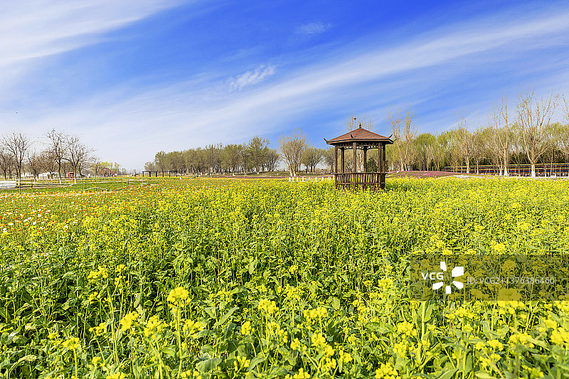 北京丰台紫谷伊甸园：油菜花（这里号称梦幻花海，郁金香、冰岛虞美人等，漫山遍野，一片春意盎然）图片素材
