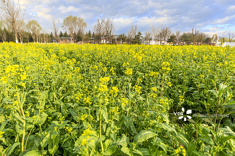 北京丰台紫谷伊甸园：油菜花（这里号称梦幻花海，郁金香、冰岛虞美人等，漫山遍野，一片春意盎然）图片素材
