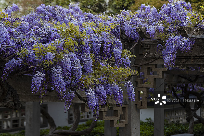 紫藤花图片素材
