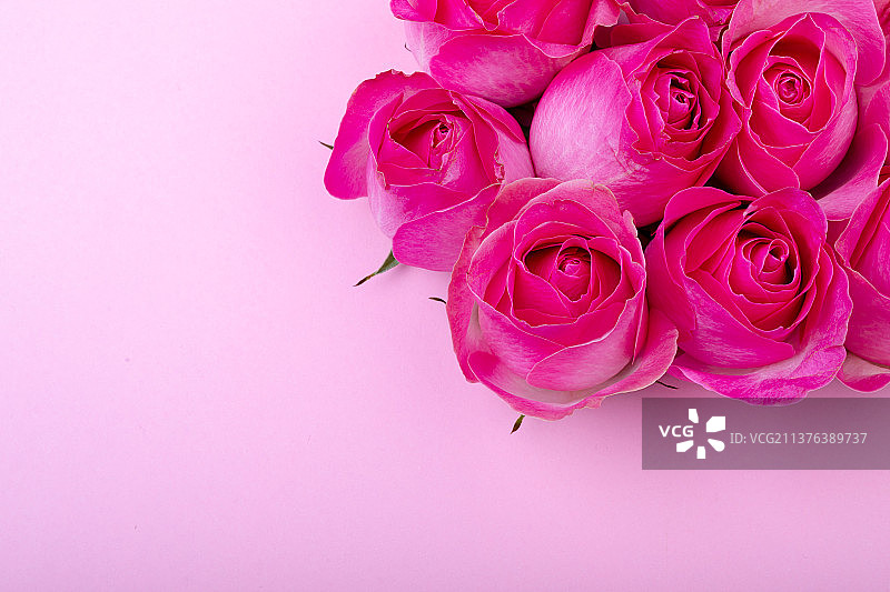 彩色背景上带复制空间的新鲜粉色玫瑰花俯视图图片素材